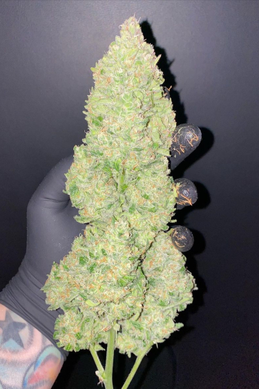 Instagram Cheese Auto