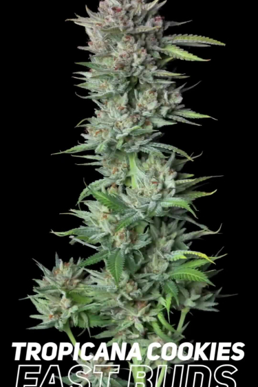 Tropicana Cookies FF