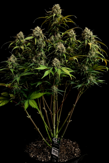 Instagram Chemdawg Auto