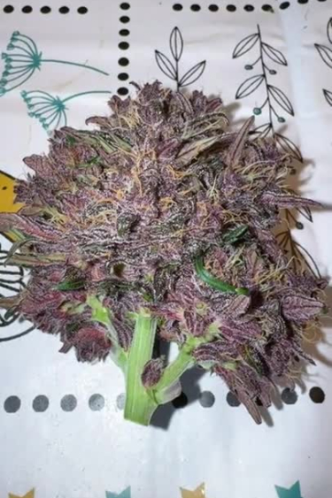 Lemon Cherry Cookies Auto