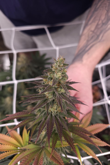 Instagram Lemon Mandarin