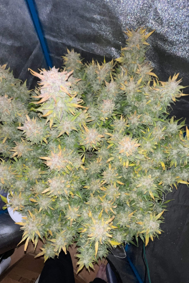 Instagram Amnesia Z Auto