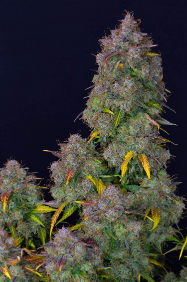 Instagram Cream Cookies Auto