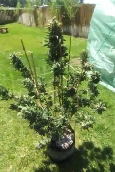 CBD Auto 1:1 (CBD Crack)