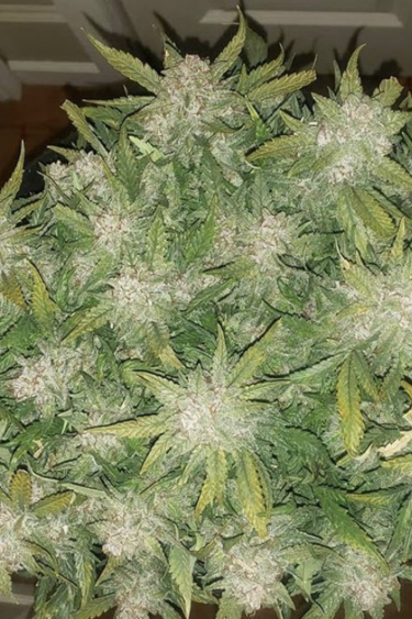Instagram Sour Diesel Auto