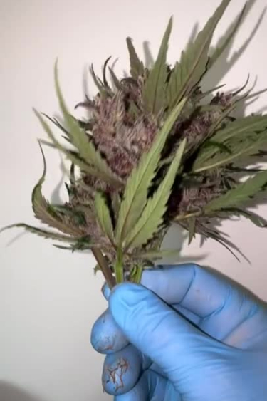 Banana Purple Punch Auto