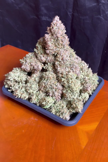 CBD Auto 1:1 (CBD Crack)