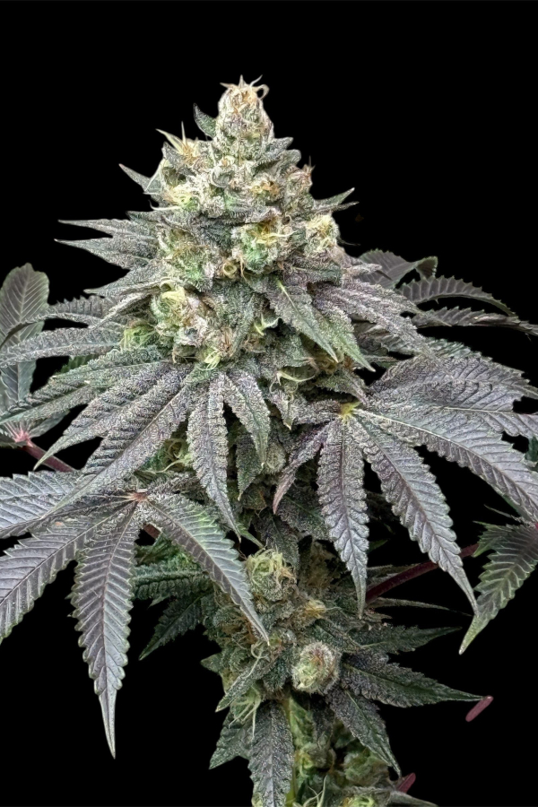 Instagram Lemon Cherry Runtz