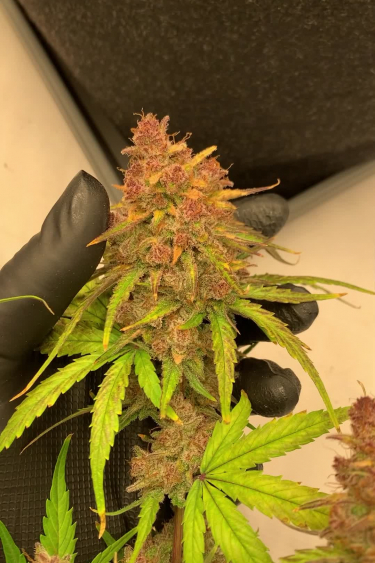 Instagram Banana Purple Punch Auto