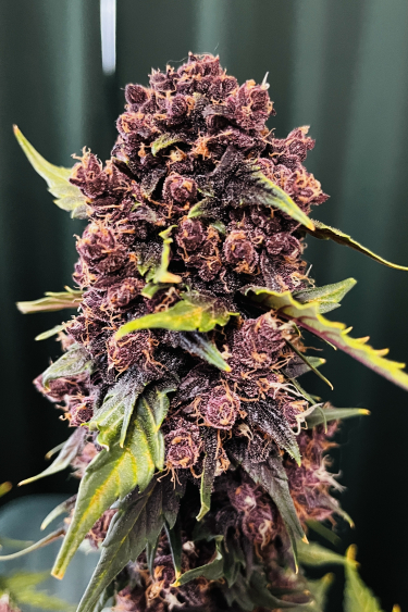 Instagram Purple Lemonade Auto