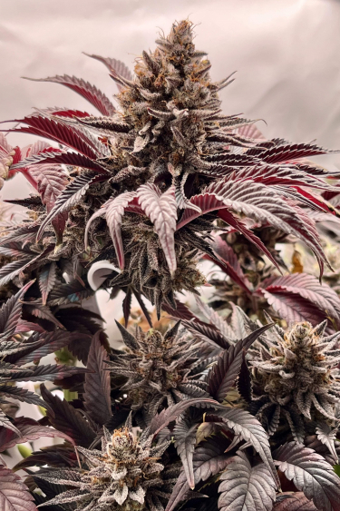 Instagram Purple Lemonade FF