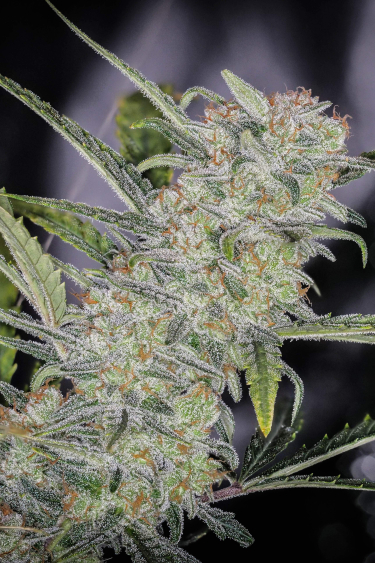 Instagram Trainwreck Auto