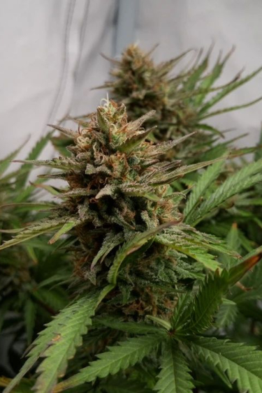 Instagram Cheese Auto