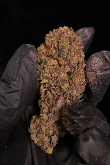 Instagram GG4 Sherbet FF