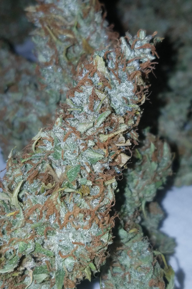 Instagram Californian Snow Auto