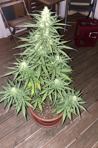 Instagram Girl Scout Cookies Auto