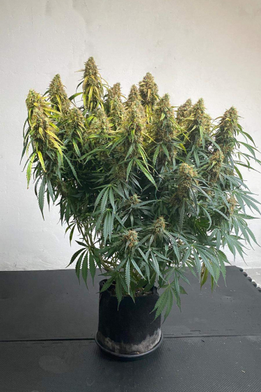 Instagram Mexican Airlines Auto