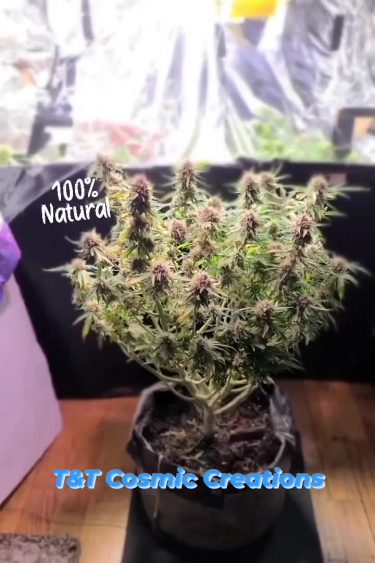 Northern Lights Auto