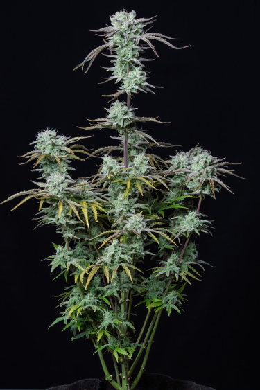 Instagram Strawberry Banana Auto