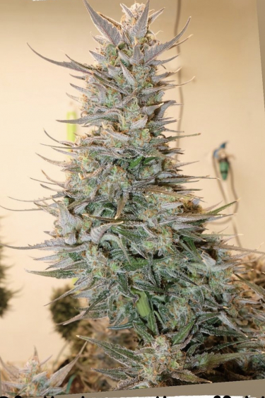 Instagram Gorilla Auto