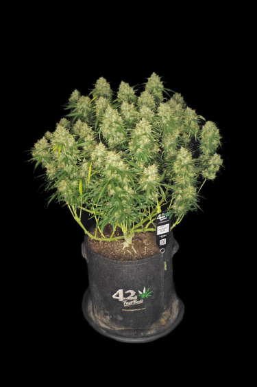 Instagram Sour Jealousy Auto