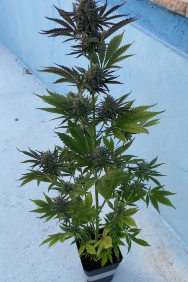 Instagram Wedding Cheesecake Auto