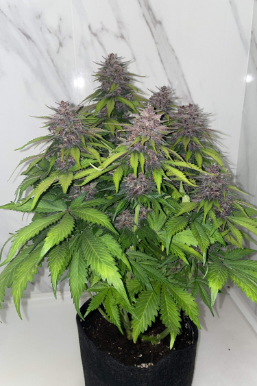 Instagram Purple Punch Auto