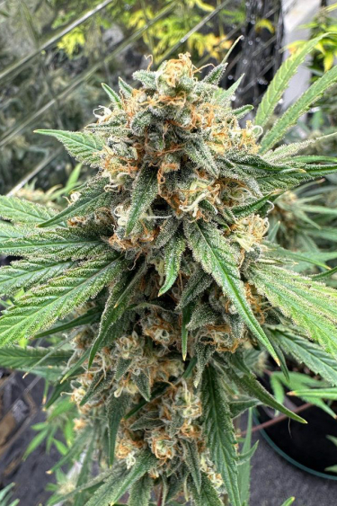 Instagram Cheese Auto