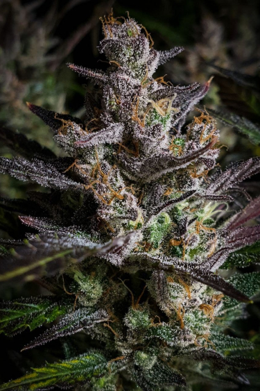 Instagram Fastberry Auto