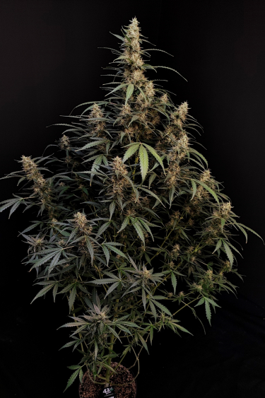 Instagram Amnesia Haze Auto