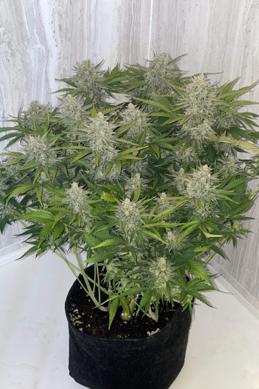 Instagram Forbidden Runtz Auto