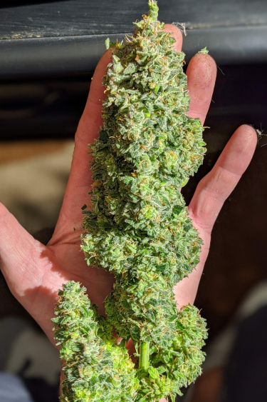 Instagram Critical Auto