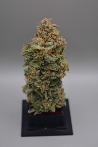 Instagram Mimosa Cake Auto