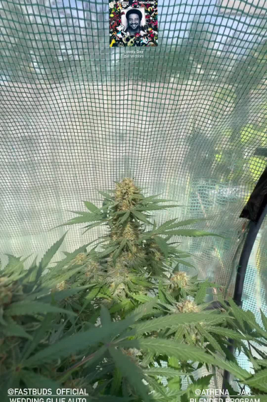 Wedding Glue Auto
