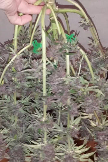 Banana Purple Punch Auto