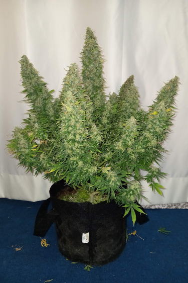 Instagram Sour Diesel Auto