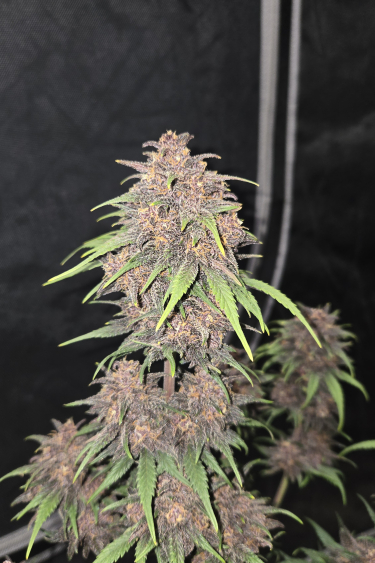 Instagram Purple Haze Auto