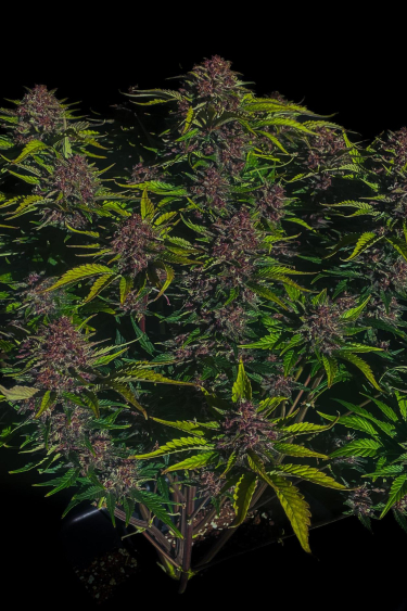 Instagram Purple Haze Auto