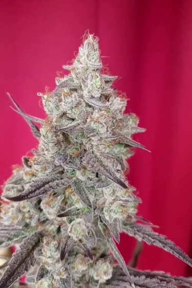 Gorilla Cookies Auto