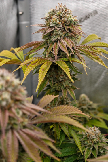 Instagram Gorilla Melon