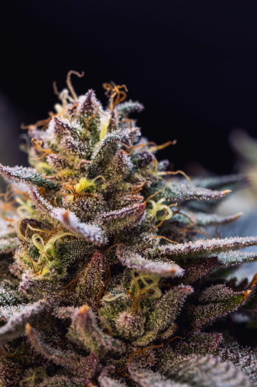 Instagram Gorilla Melon