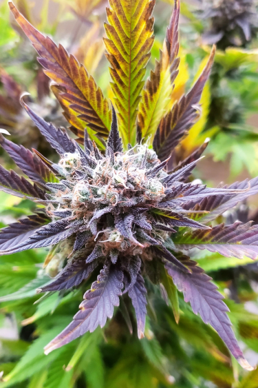 Instagram West Coast OG Auto