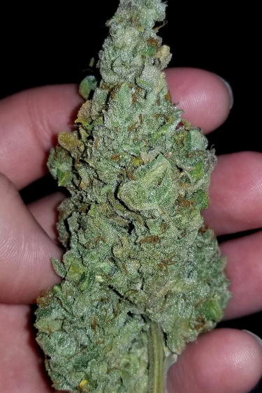 Instagram CBD Auto 11 CBD Crack