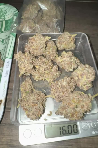 Banana Purple Punch Auto