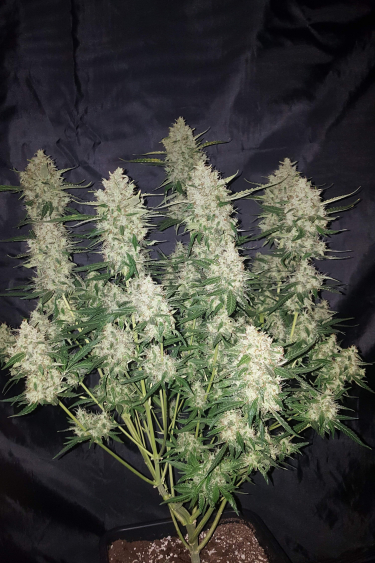 Instagram Gorilla Auto