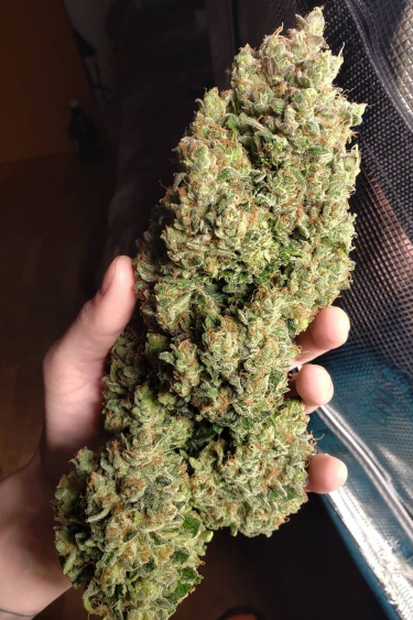 Instagram Kosher Cake Auto