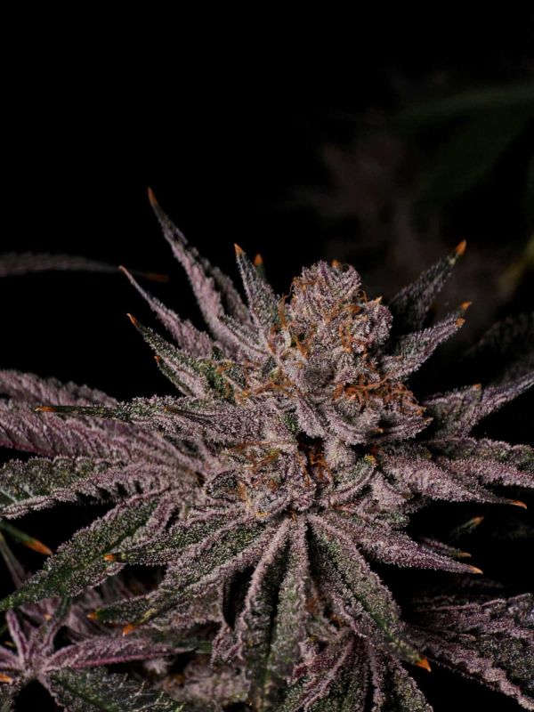 Instagram Mix Pack FF