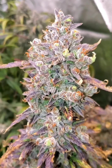Instagram Orange Sherbet Auto