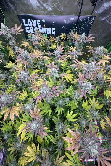 Instagram GG4 Sherbet FF