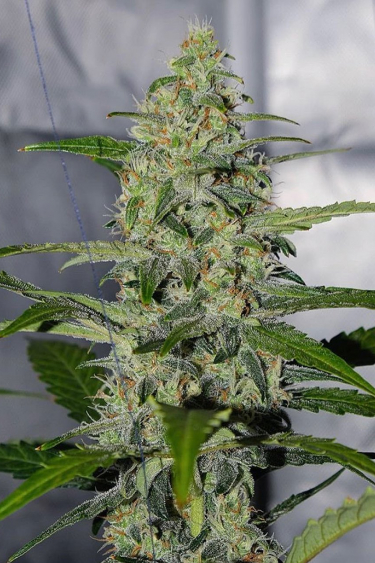 Instagram Californian Snow Auto